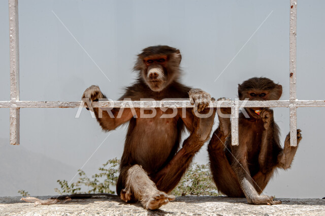 Interest in raising wild animals, nature reserves for caring for mammals, rocky nature in the Kingdom of Saudi Arabia, a baboon behind bars on the mountain peaks and heights in the city of Al-Baha during the day