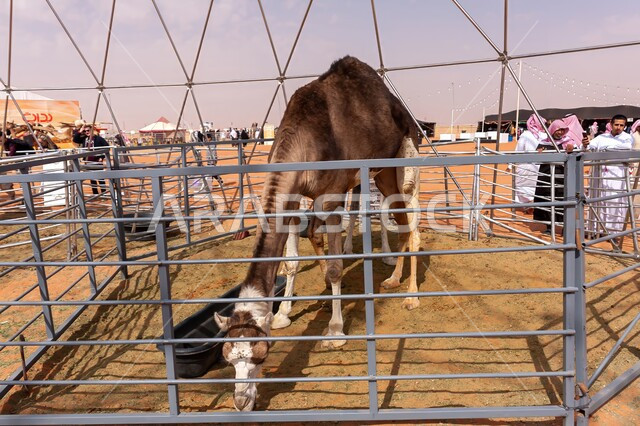 الاهتمام بتربية الابل في دول الخليج العربي، ارتباط حيوان الجمل بالعراقة والأصالة، رعاية المواشي والثدييات في المملكة العربية السعودية, المحميات الطبيعية لرعي الجمال، ناقة اصيلة تقف في قرية مهرجان الجنادرية في وادي السلي في مدينة الرياض