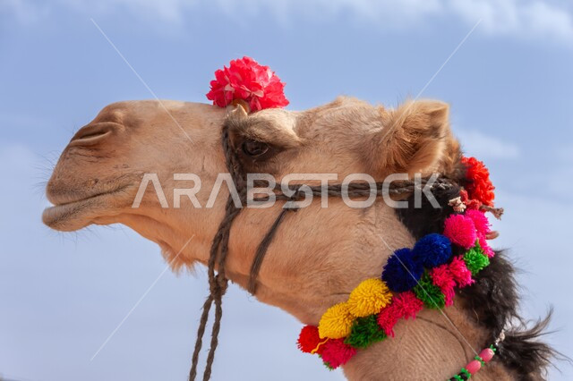 المحميات الطبيعية لرعي الجمال، صورة مقربة لوجه ناقة اصيلة تقف في قرية مهرجان الجنادرية في وادي السلي في مدينة الرياض، الاهتمام بتربية الابل في دول الخليج العربي، ارتباط حيوان الجمل بالعراقة والأصالة، رعاية المواشي والثدييات في المملكة العربية السعودية