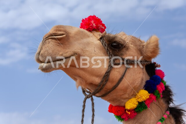 المحميات الطبيعية لرعي الجمال، صورة مقربة لوجه ناقة اصيلة تقف في قرية مهرجان الجنادرية في وادي السلي في مدينة الرياض، الاهتمام بتربية الابل في دول الخليج العربي، ارتباط حيوان الجمل بالعراقة والأصالة، رعاية المواشي والثدييات في المملكة العربية السعودية