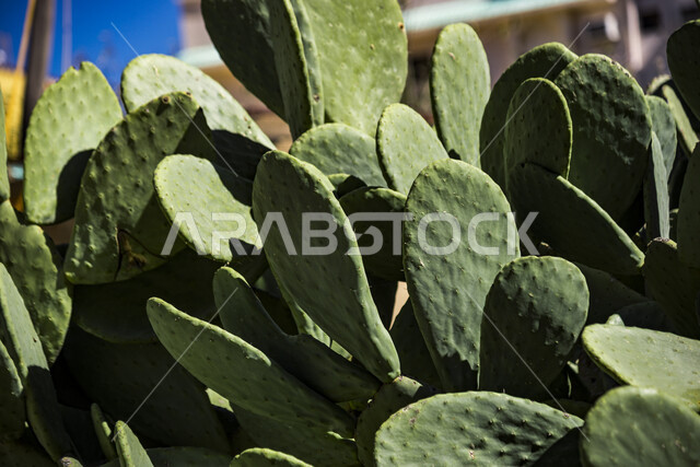  نبات الصبار الشوكي, منظر طبيعي, جمال الطبيعه الخلابه في المملكه العربيه السعوديه, معالم طبيعيه