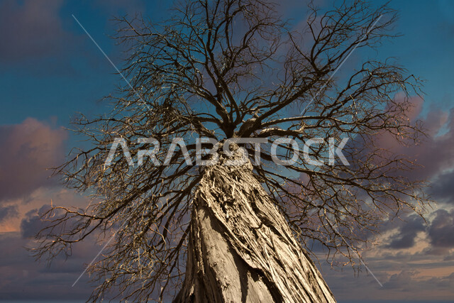  صوره مقربه من الاسفل لشجره جافه خاليه من الاوراق, منظر طبيعي, جمال الطبيعه الخلابه في المملكه العربيه السعوديه, معالم طبيعيه