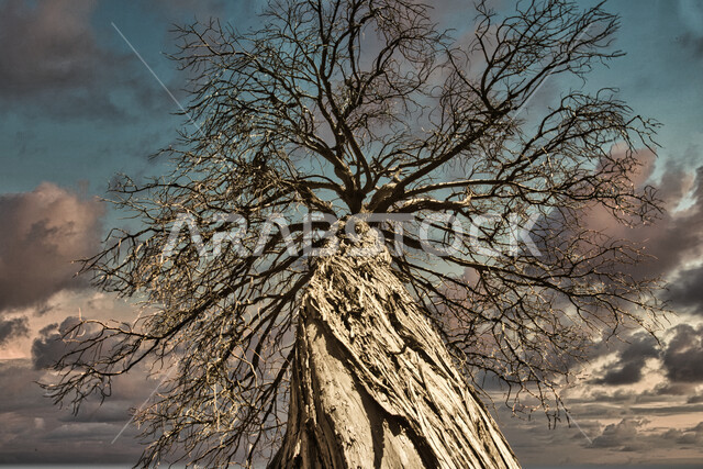 A close-up picture from the bottom of a dry tree without leaves, a landscape, the scenic beauty of nature in the Kingdom of Saudi Arabia, natural landmarks