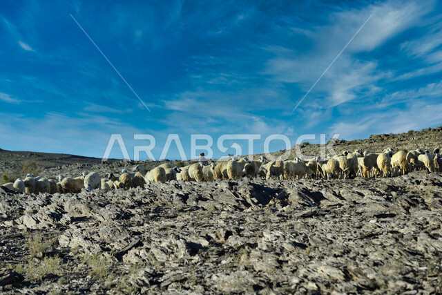  قطيع من الاغنام يرعى على جبال صخريه, منظر طبيعي, جمال الطبيعه الخلابه في المملكه العربيه السعوديه, معالم طبيعيه