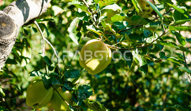 صورة مقربة لفاكهة التفاح معلقة على الشجرة , موسم زراعة وحصاد التفاح في المملكة العربية السعودية .