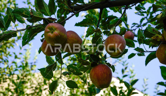 Close-up of apple fruit hanging on the tree, apple planting and harvest season in Saudi Arabia.