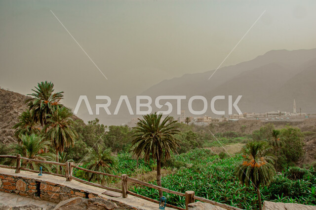 مزارع وواحات النخيل في منطقة الباحة، المنتجات المحلية الوطنية، الاهتمام بزراعة الأشجار، شجر النخل الممتد على مساحات واسعة, جودة المحاصيل الزراعية, الطبيعة في المملكة العربية السعودية