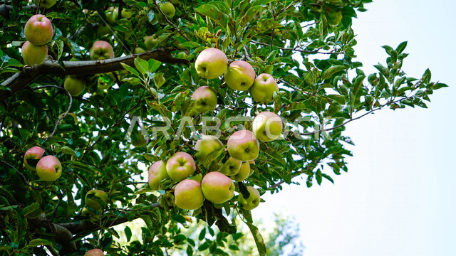صورة مقربة لفاكهة التفاح معلقة على الشجرة , موسم زراعة وحصاد التفاح في المملكة العربية السعودية .