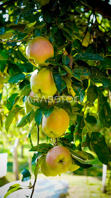 صورة مقربة لفاكهة التفاح معلقة على الشجرة , موسم زراعة وحصاد التفاح في المملكة العربية السعودية .