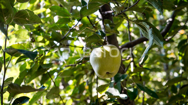 صورة مقربة لفاكهة التفاح معلقة على الشجرة , موسم زراعة وحصاد التفاح في المملكة العربية السعودية .