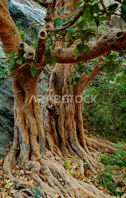 1731122982SCaAXPRfQ0