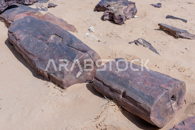 الطبيعة الجافة والبيئة القاحلة، الرمال الذهبية الناعمة في المناطق الصحراوية، جذوع أشجار متحجرة في صحراء مدينة الرياض بالمملكة العربية السعودية، علم الجيولوجيا والأرض، الآثار الطبيعية المتشكلة في الصحاري على مر آلاف السنين