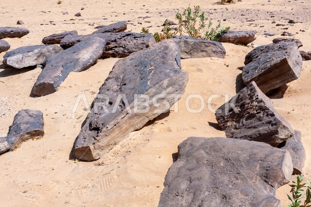 Geology and Earth Science, Dry Nature and Arid Environment, Soft Golden Sands in Desert Areas, Petrified Tree Trunks in the Desert of Riyadh, Saudi Arabia, Natural Monuments Formed in Deserts Over Thousands of Years