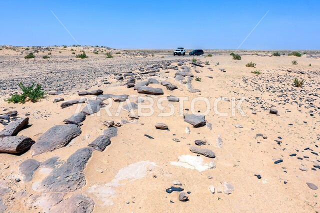  جذوع أشجار متحجرة في صحراء مدينة الرياض بالمملكة العربية السعودية، علم الجيولوجيا والأرض، الطبيعة الجافة والبيئة القاحلة، الرمال الذهبية الناعمة في المناطق الصحراوية،الآثار الطبيعية المتشكلة في الصحاري على مر آلاف السنين