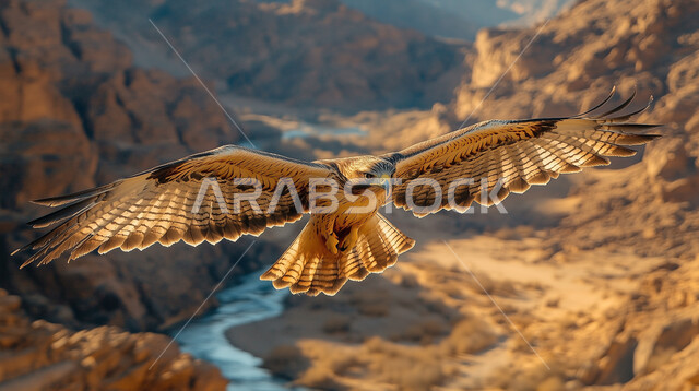 حدة البصر و رمز القوة والتحدي، الفخر بالتراث السعودي العريق في تربية طائر الصقر، صورة مقربة لوجه طائر الصقر في إحدى المحميات الطبيعية، تدريب وترويض الطيور الجارحة والمفترسة، إقامة نادي الصقور في موسم الصيد السنوي في المملكة العربية السعودية