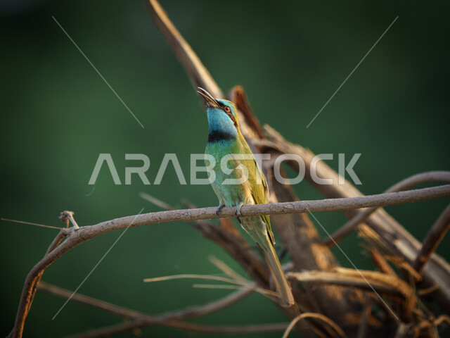 حدائق الحيوان والمحميات البرية لرعاية العصافير والحيوانات البرية في مكة المكرمة، محمية طبيعية لتربية الطيور في المملكة العربية السعودية، طائر النحال العربي يقف على غصن شجرة بالمملكة العربية السعودية في وقت النهار