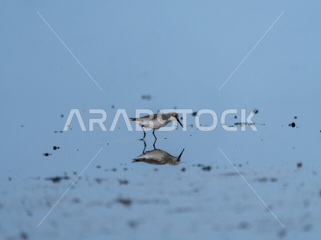 طائر الرمل نصف الكف يقف على سطح بحيرة في وقت النهار, محميات طبيعية لتربية الطيور في المملكة العربية السعودية, مفهوم الحياة البرية, خلفية الطبيعه