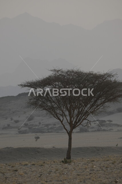 شجرة جافة وسط المناطق الصحراوية ,الاستمتاع بالمناظر الطبيعيه في المملكة العربية السعودية ,الاجواء الضبابية فوق القمم والمرتفعات الجبلية في منطقة عسفان المهجورة, خلفية الطبيعه