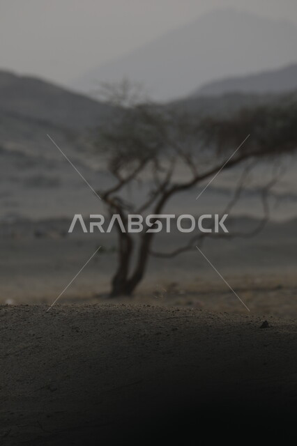 شجرة جافة وسط المناطق الصحراوية ,الاستمتاع بالمناظر الطبيعيه في المملكة العربية السعودية ,الاجواء الضبابية فوق القمم والمرتفعات الجبلية في منطقة عسفان المهجورة, صورة مقربة للرمال الذهبية الناعمة, خلفية الطبيعه