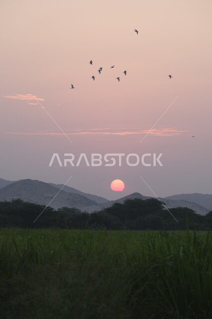منظر شروق الشمس فوق القمم و المرتفعات الجبلية في منطقة المزرعة في ضواحي مدينة جدة, الاهتمام في زراعه النباتات و الاشجار الخضراء, الاستمتاع بالمناظر الطبيعيه ,مجموعه من الطيور المحلقة في سماء المملكة العربية السعودية, خلفية الطبيعه