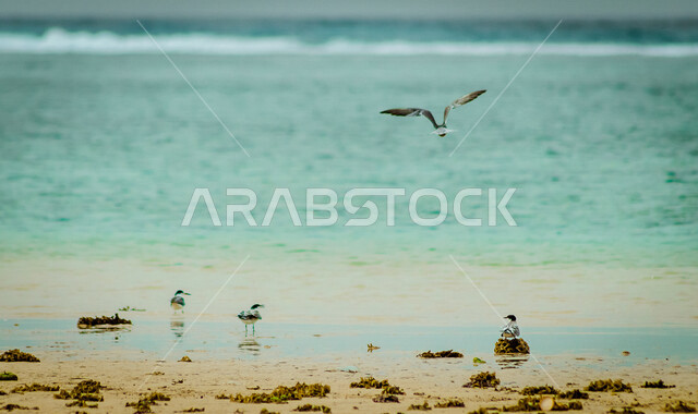 صورة للطيور المهاجرة على شاطئ البحر الاحمر في المملكة العربية السعودية، جمال المناظر الطبيعية الخلابة في السعودية