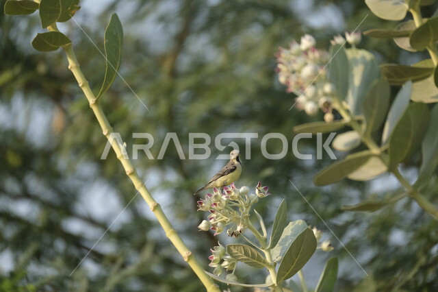 محميات طبيعية لتربية الطيور في المملكة العربية السعودية, طائر القرقف الاسود يقف على غصن الشجرة في ضواحي جدة في وقت النهار, مفهوم الحياة البرية, خلفية الطبيعه