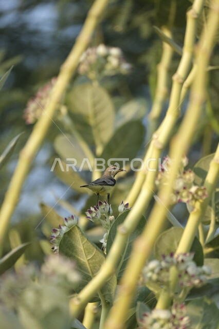 طائر القرقف الاسود يقف على غصن الشجرة في ضواحي جدة في وقت النهار, مفهوم الحياة البرية, محميات طبيعية لتربية الطيور في المملكة العربية السعودية, خلفية الطبيعه