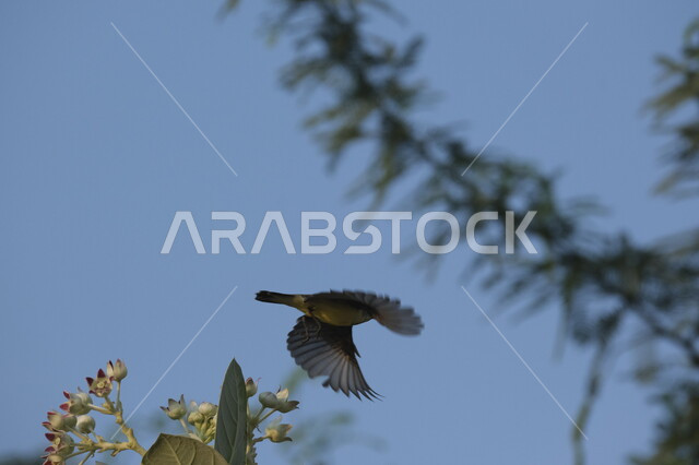 مفهوم الحياة البرية, طائر النساج يحلق في السماء الصافية في ضواحي مدينة جدة في وقت النهار, محميات طبيعية لتربية الطيور في المملكة العربية السعودية, خلفية الطبيعه