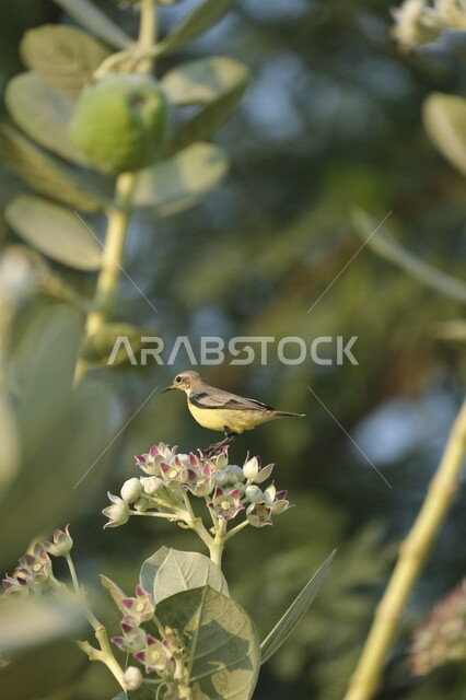 مفهوم الحياة البرية, طائر الصفصاف يقف على أزهار إحدى النباتات الخضراء في ضواحي مدينة جدة في وقت النهار, محميات طبيعية لتربية الطيور في المملكة العربية السعودية ,خلفية الطبيعه