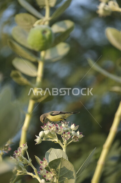 محميات طبيعية لتربية الطيور في المملكة العربية السعودية ,مفهوم الحياة البرية, طائر الصفصاف يقف على أزهار إحدى النباتات الخضراء في ضواحي مدينة جدة في وقت النهار, خلفية الطبيعه