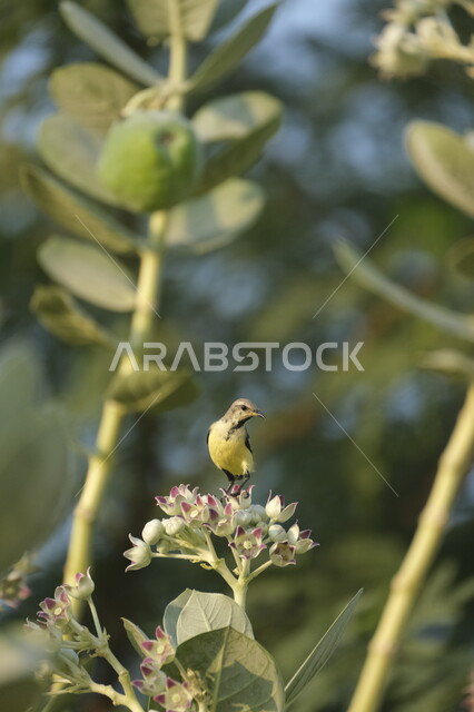 مفهوم الحياة البرية, طائر الصفصاف يقف على أزهار إحدى النباتات الخضراء في ضواحي مدينة جدة في وقت النهار, محميات طبيعية لتربية الطيور في المملكة العربية السعودية, خلفية الطبيعه