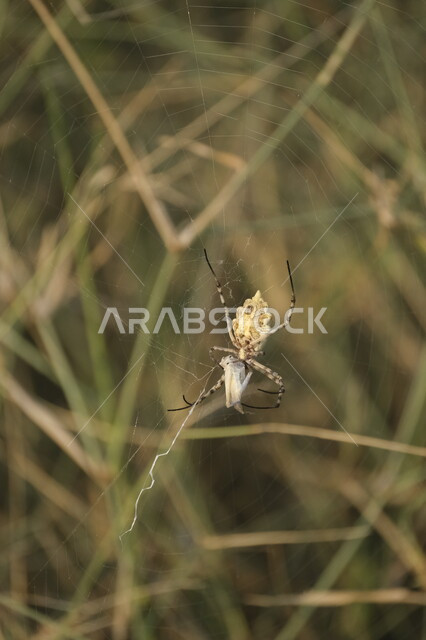 عنكبوت يقف على غصن إحدى النباتات في وقت النهار، المحميات الطبيعيه في المملكة العربية السعودية, دور العناكب في انتاج الحرير، الكائنات الصغيرة البرية في الطبيعة