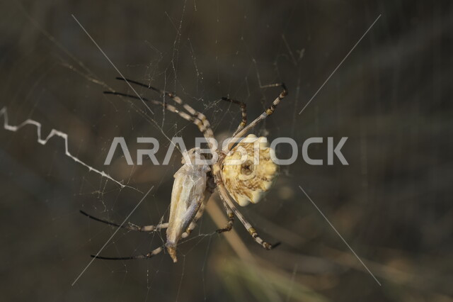  المحميات الطبيعيه في المملكة العربية السعودية, صورة مقربة لعنكبوت يقف على غصن إحدى النباتات في النهار، دور العناكب في انتاج الحرير، الكائنات الصغيرة البرية في الطبيعة