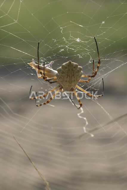 الكائنات الصغيرة البرية في الطبيعة ,صورة مقربة لعنكبوت يقف على الشبكة في وقت النهار، المحميات الطبيعيه في المملكة العربية السعودية, دور العناكب في انتاج الحرير