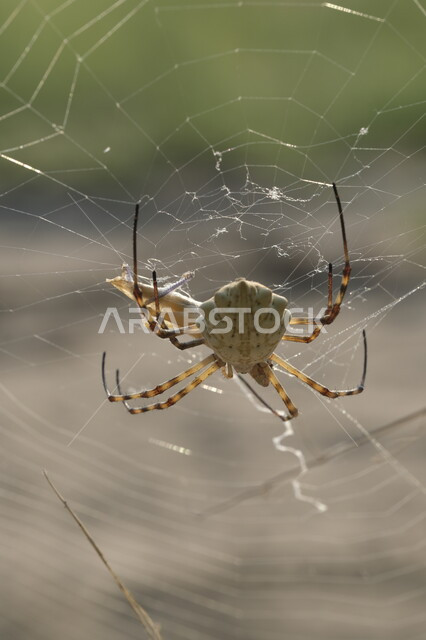 الكائنات الصغيرة البرية في الطبيعة ,صورة مقربة لعنكبوت يقف على الشبكة في وقت النهار، المحميات الطبيعيه في المملكة العربية السعودية, دور العناكب في انتاج الحرير