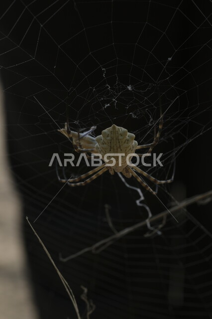 صورة مقربة لعنكبوت يقف على الشبكة في وقت النهار، المحميات الطبيعيه في المملكة العربية السعودية, دور العناكب في انتاج الحرير، الكائنات الصغيرة البرية في الطبيعة