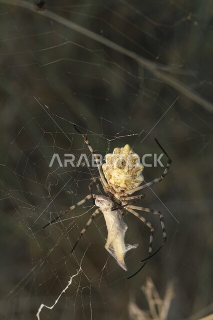 عنكبوت يقف على غصن إحدى النباتات في وقت النهار، المحميات الطبيعيه في المملكة العربية السعودية, دور العناكب في انتاج الحرير، الكائنات الصغيرة البرية في الطبيعة