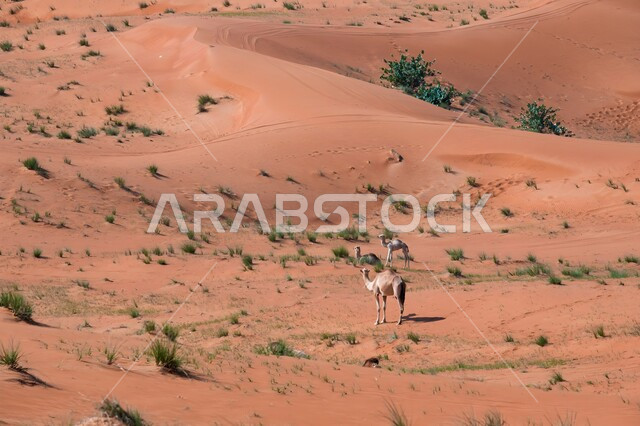 نمو النباتات الشوكية في المناطق الصحراوية, التشكيلات والتكوينات والكثبان الرملية, المساحات الواسعة في صحاري المملكة العربية السعودية, الرمال الذهبية الناعمة في الصحراء, البيئة والطبيعة الجافة والقاسية