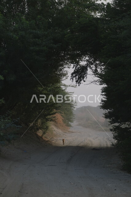 قطة صغيرة تقف على طريق صحراوي في وقت النهار, الاهتمام في زراعه النباتات و الاشجار الخضراء, مجموعه من أغصان الاشجار على شكل بوابة في الممكلة العربية السعودية, خلفية الطبيعه