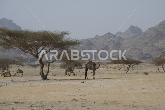 محميات طبيعية لتربية الجمال في المناطق الصحراوية, التشكيلات والتكوينات والكثبان الرملية, مزارع للاهتمام بالابل في صحاري المملكة العربية السعودية, جمل يقف على الرمال الذهبية الناعمة في الصحراء, رعاية الثدييات والمواشي