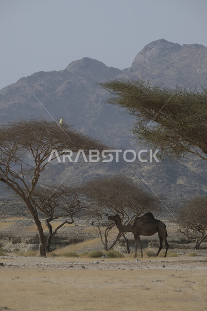 التشكيلات والتكوينات والكثبان الرملية, مزارع للاهتمام بالابل في صحاري المملكة العربية السعودية, جمل يقف على الرمال الذهبية الناعمة في الصحراء, رعاية الثدييات والمواشي, محميات طبيعية لتربية الجمال في المناطق الصحراوية
