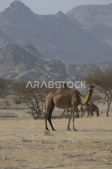 محميات طبيعية لتربية الجمال في المناطق الصحراوية, التشكيلات والتكوينات والكثبان الرملية, مزارع للاهتمام بالابل في صحاري المملكة العربية السعودية, جمل يقف على الرمال الذهبية الناعمة في الصحراء, رعاية الثدييات والمواشي