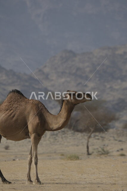 جمل يقف على الرمال الذهبية الناعمة في الصحراء, رعاية الثدييات والمواشي, محميات طبيعية لتربية الجمال في المناطق الصحراوية, التشكيلات والتكوينات والكثبان الرملية, مزارع للاهتمام بالابل في صحاري المملكة العربية السعودية