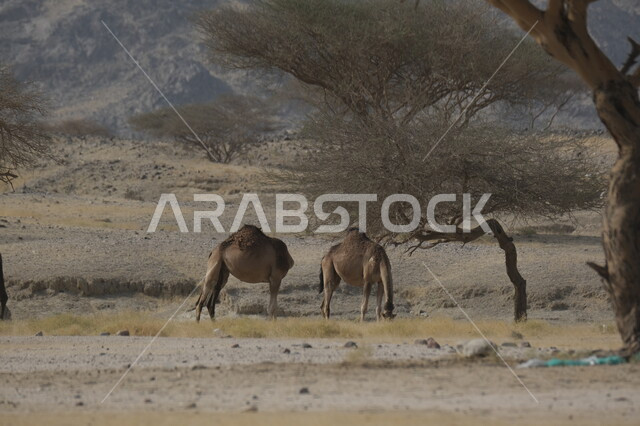 Nature reserves for camel breeding in desert areas, formations and sand dunes, camel farms in the deserts of Saudi Arabia, camel standing on soft golden sand in the desert, mammal and livestock care