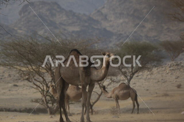 التشكيلات والتكوينات والكثبان الرملية, مزارع للاهتمام بالابل في صحاري المملكة العربية السعودية, جمل يقف على الرمال الذهبية الناعمة في الصحراء, رعاية الثدييات والمواشي, محميات طبيعية لتربية الجمال في المناطق الصحراوية