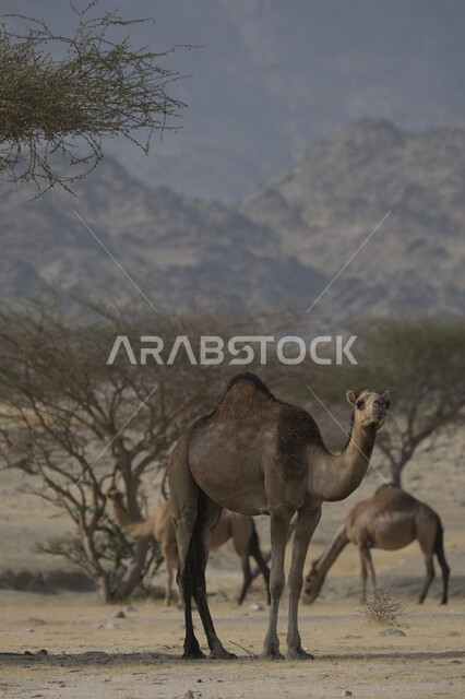 محميات طبيعية لتربية الجمال في المناطق الصحراوية, التشكيلات والتكوينات والكثبان الرملية, مزارع للاهتمام بالابل في صحاري المملكة العربية السعودية, جمل يقف على الرمال الذهبية الناعمة في الصحراء, رعاية الثدييات والمواشي