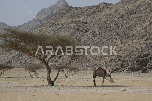 جمل يقف على الرمال الذهبية الناعمة في الصحراء, رعاية الثدييات والمواشي, محميات طبيعية لتربية الجمال في المناطق الصحراوية, التشكيلات والتكوينات والكثبان الرملية, مزارع للاهتمام بالابل في صحاري المملكة العربية السعودية