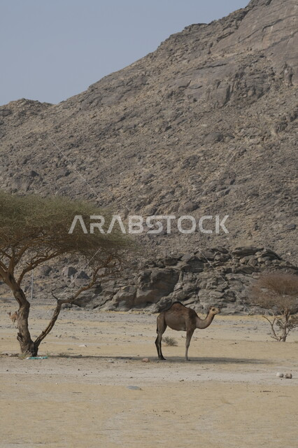 محميات طبيعية لتربية الجمال في المناطق الصحراوية, التشكيلات والتكوينات والكثبان الرملية, مزارع للاهتمام بالابل في صحاري المملكة العربية السعودية, جمل يقف على الرمال الذهبية الناعمة في الصحراء, رعاية الثدييات والمواشي