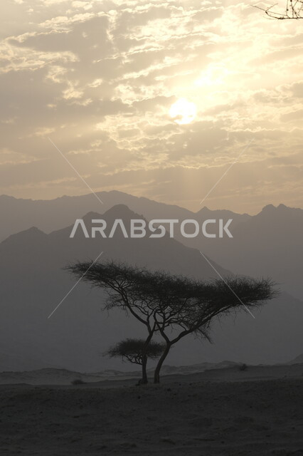 التشكيلات والتكوينات والكثبان الرملية, الرمال الذهبية الناعمة في صحاري المملكة العربية السعودية, نمو الأشجار والنباتات الشوكية في المناطق الصحراوية, المناظر الطبيعية في وادي عسفان , البيئة والطبيعة الجافة والقاسية