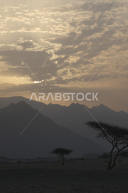 الرمال الذهبية الناعمة في صحاري المملكة العربية السعودية, نمو الأشجار والنباتات الشوكية في المناطق الصحراوية, المناظر الطبيعية في وادي عسفان , البيئة والطبيعة الجافة والقاسية, التشكيلات والتكوينات والكثبان الرملية